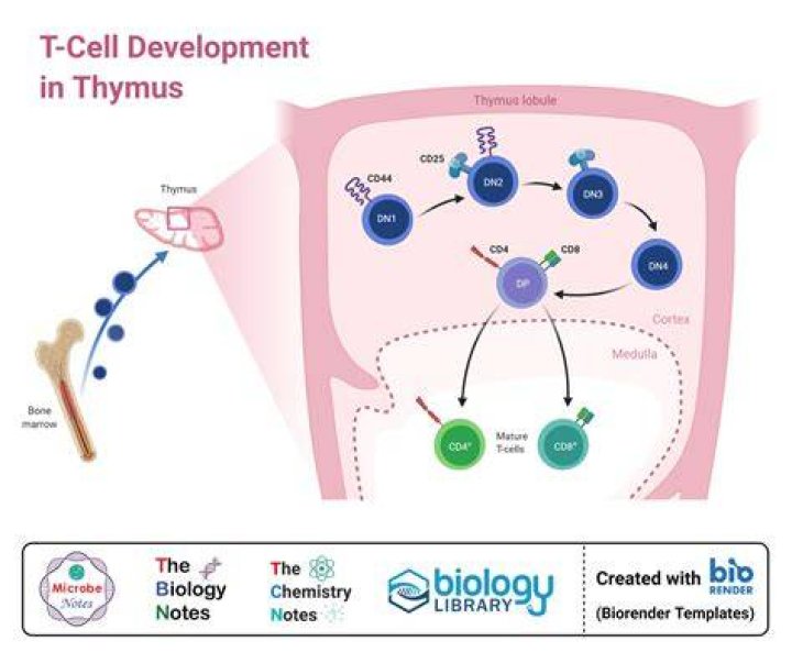 Where do T cells develop and mature?