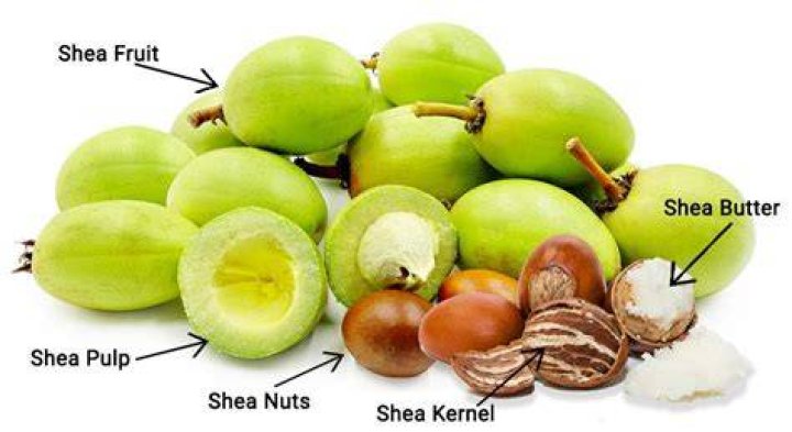 Where does shea butter originate from?