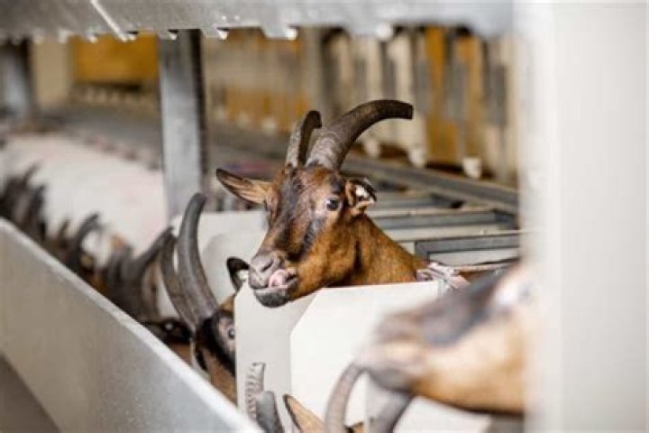 Where does the US rank in goat production?