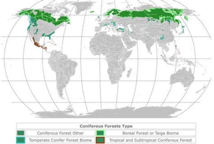 Where is forest of green?