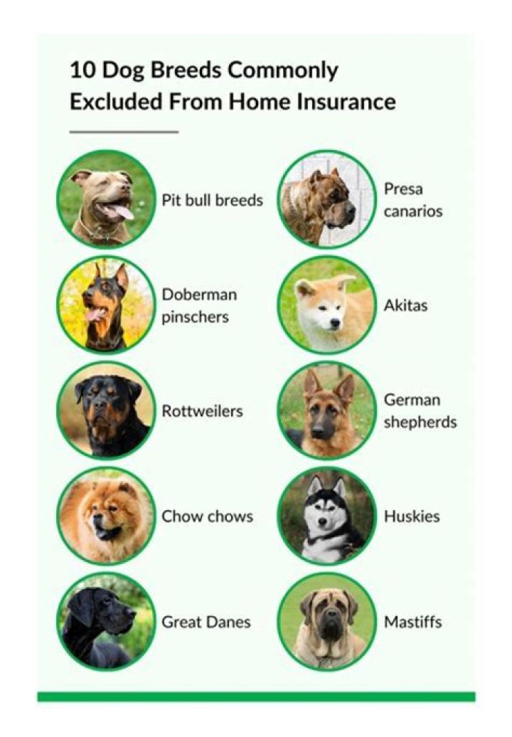 Which dog breeds are excluded from homeowners insurance?