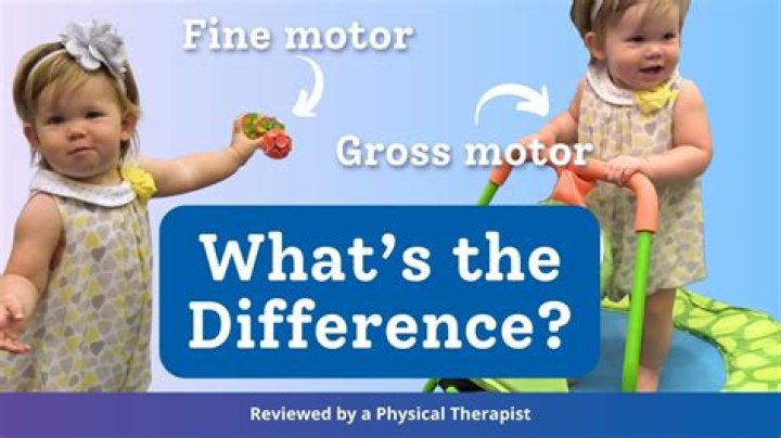 Which muscles develop first gross or fine?