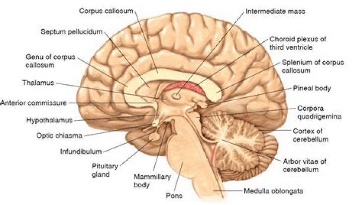 Which part of the brain contains the arbor vitae?