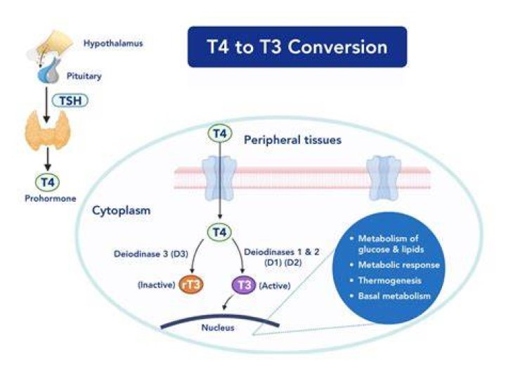 Who gets a T4?