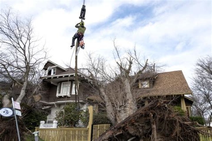 Who pays for damage caused by falling tree?