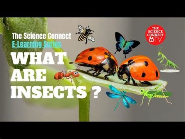Who studies insects called?