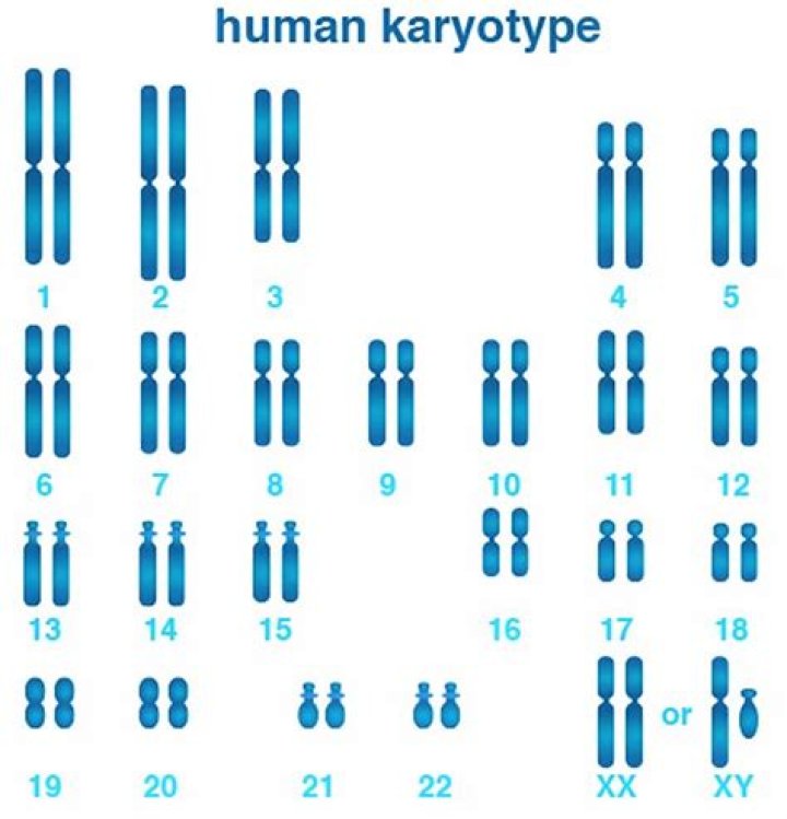 Why are karyotypes useful in genetics?
