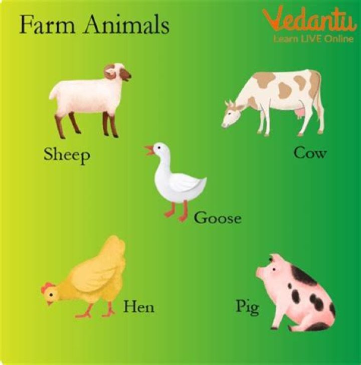 Why is cat a farm animal?