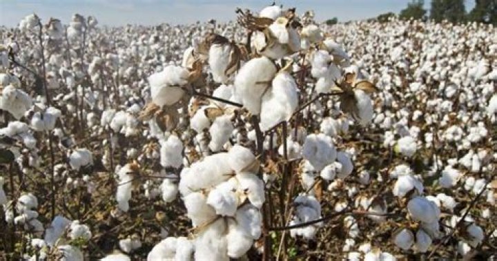 Why is cotton bad for sweating?