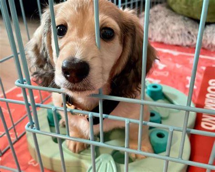 Why is it bad to buy from a puppy store?