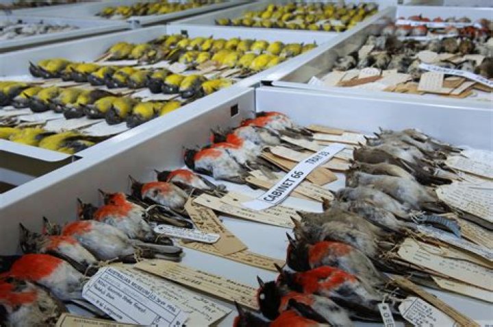 Why is it called ornithology?