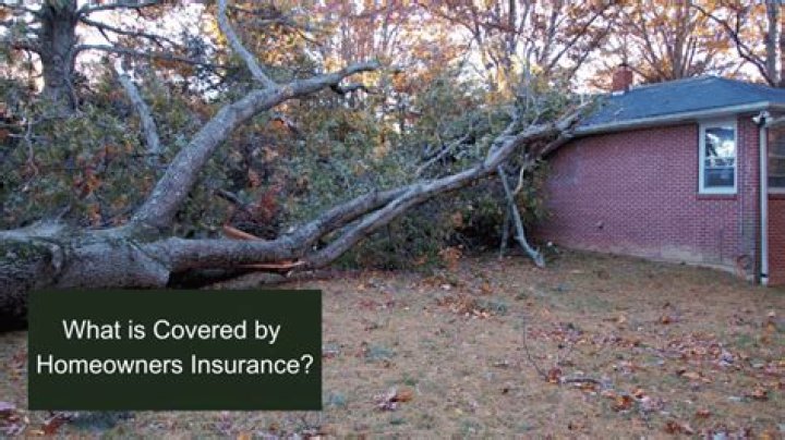 Will homeowners insurance pay for fallen trees?